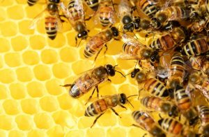 Какво лекува пчелният прополис