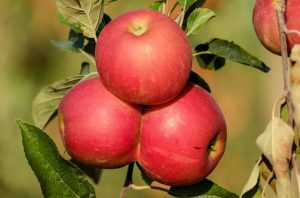 Защо трябва да ядем ябълки всеки ден?