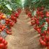здравословни храни - домати