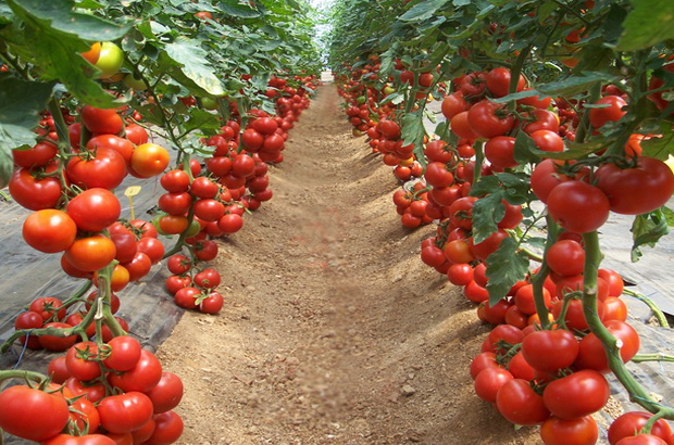 здравословни храни - домати